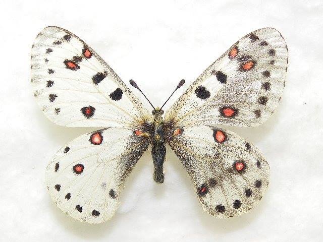 Parnassius apollonius (gynandromorph) Internet Image property of respective owner, non-commercial use only